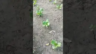 butter head lettuce organic salad and nutrition facts