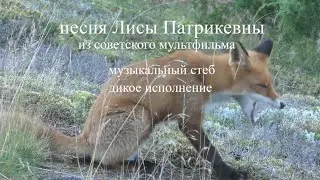 песня Лисы Патрикевны из старого советского мультфильма# шансон# караоке