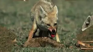 Jackal Hunts and Kills Animals   Most Brutal Attacks of Predators