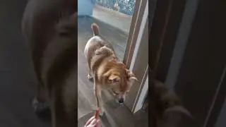 ХРОМАЕТ ОПЯТЬ!?
