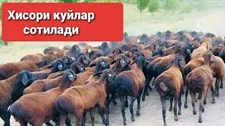 Хисори куйларни сотиб олишга улгуриб колинг! 👍👍 | Абдуллох Атабаев