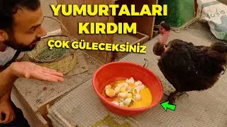 ÇOK GÜLECEKSİNİZ !!! - 20 Bin TL Çekiliş - Boş Yumurtalar - Bıldırcın Yumurta Toplama - Kahvaltı