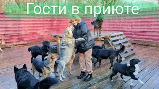 Гости в приюте и привет от Гуччика