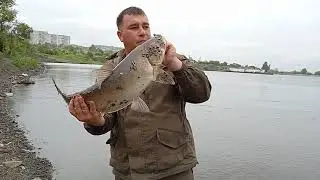 Рыбалка на Амуре на  Спиннинг (смык). Улов огромных толстолобов и верхоглядов