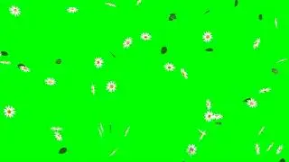 Falling Daisy Flowers with Leaves HD Animation - green screen effect, blue & overlay