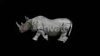 4K Rhino Run | Motion Graphics - Envato elements