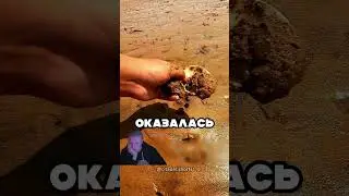 I dug up an incredible clam in the sand while fishing 😮🔥