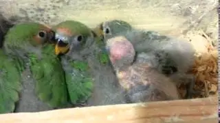 Pollos de agapornis