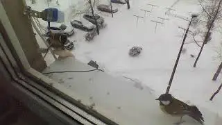 Синички едят сало и семечи