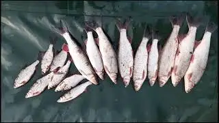 На рыбалке , ловим для горячего копчения . #Рыбалка