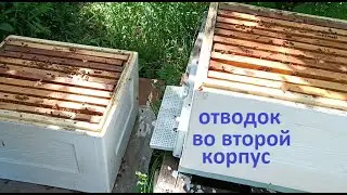 #Пчёлы