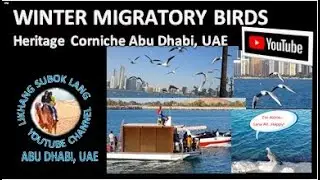WINTER MIGRATORY BIRDS -  Heritage Corniche Abu Dhabi
