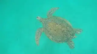 Mencari penyu di Pulau Perhentian Terengganu