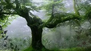 Meditation🧿 Rain🌏  Ambient