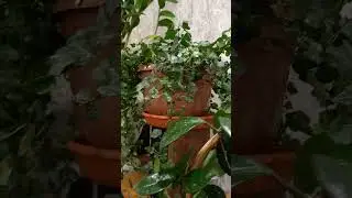 Начало моих джунглей.