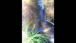 Bearded Dragon Swimming