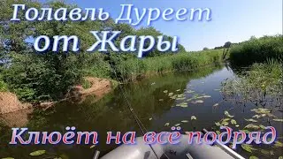 Голавль Сдурел Хапает всё подряд