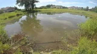 Turtle in  the pond
