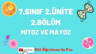 7.SINIF 2.ÜNİTE 2.BÖLÜM MİTOZ VE MAYOZ
