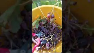 Ремонтантный виноград