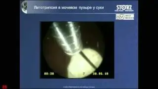Лекция по эндоскопиям кошек и собак