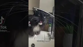 😂🙃 Epic Cat Adventures and Hilarious Selfies! [CatsofInstagram]