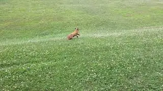 Red fox in York Township park. York, PA.