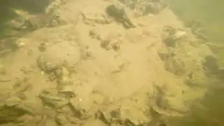 Underwater Shrimp