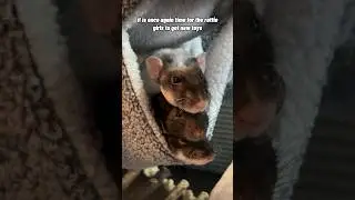 Pet Rats Get Spooky Halloween Toys! (Ratty Box - October)