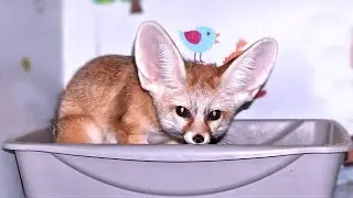 Fennec Fox Facts: The Poop