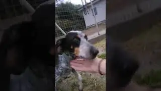 Sweety Video2 #tierschutz #rescuedog #hund
