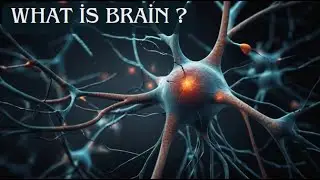 What is Brain ? Exploring the Brain's Structure and Functions