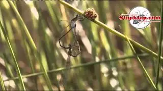 Насекомые часть 1