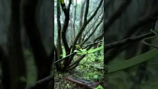 Photography | Wild life photography | varun aditya | SNAKE 🐍  |
