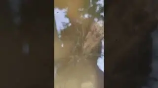 മുട്ട വിരിഞ്ഞുണ്ടാകുന്ന മീൻ 🐠🐟കുഞ്ഞുങ്ങൾക്ക് എന്ത്‌ കൊടുക്കും 🐟🐠 | infosoria കൾചർ 🐠🐠