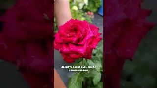 ДОСТАВКА | заказ саженцев sadovodklin.ru
