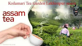 Koilamari Tea Garden Lakhimpur assam