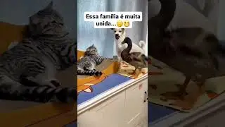 #shorts #cats #gatos #amamosgatos #yourcat #amorporgatos #amogatos