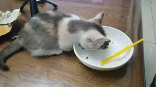 20221029 195535I have a cat, you don't