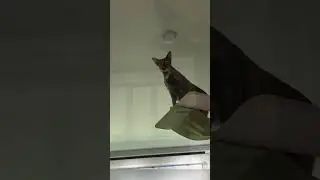 #несси