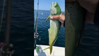 Doubled up on chicken mahi. #fishing #saltlife #ocean #fish #outdoors #shorts #nature #foryou
