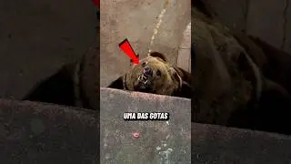 URSO é FERA Em BEBER ÁGUA, Já O CAMELO... (créditos: 动物园头号玩家/WYQ770808 no Douyin)