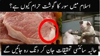 Why Pork Is Haram In Islam In Hindi Urdu || URDU DISCOVERY