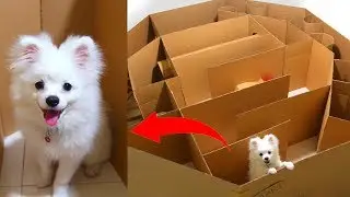 Hexagon Maze And Ball For Snowball Dog Hugo Hamster And Corn Kitten Playing