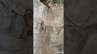 Poor cute baby monkey