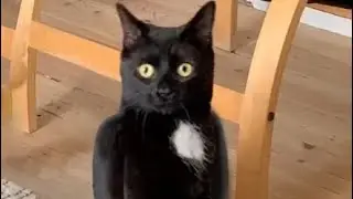 Кот и монтаж 🐈‍⬛🤣