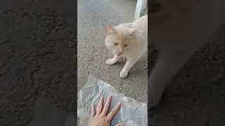 Бездомный котик 