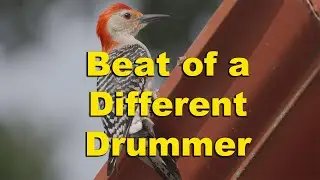Red-Bellied Woodpecker Drumming on Rain Gutter