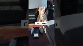 Dog prank calls pet store and asks for cat poop! So funny 