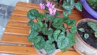 Цикламены +Альпийская фиалка.